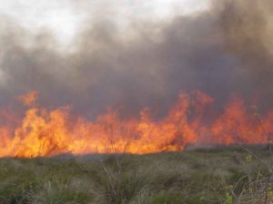 a_cypress_prairie_burns_during_a_early_spring_prescribed_fire