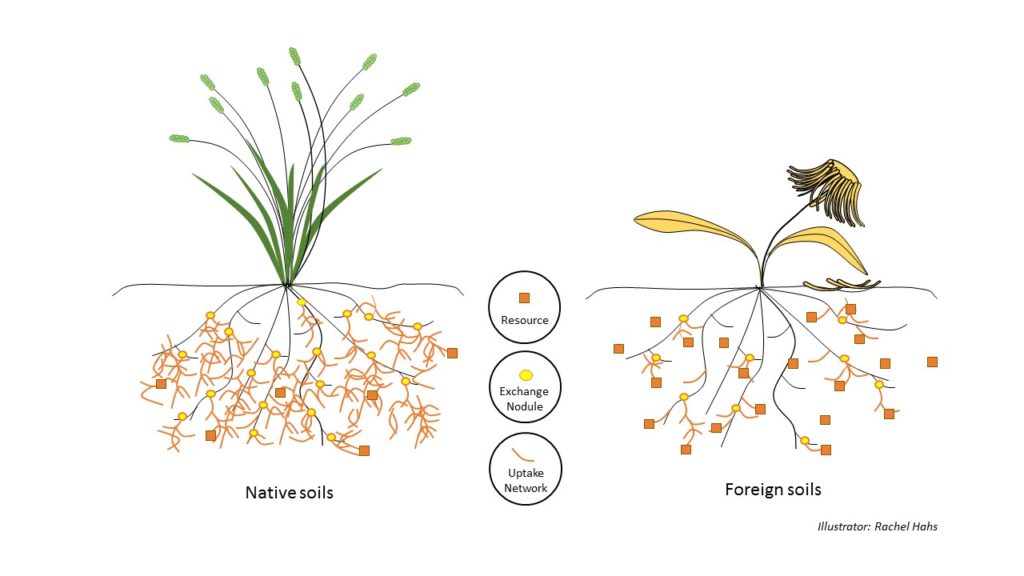 Diagram_Mychorrhizal symbioses_strategy
