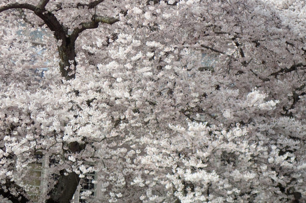 Cherry blossoms, University of Washington